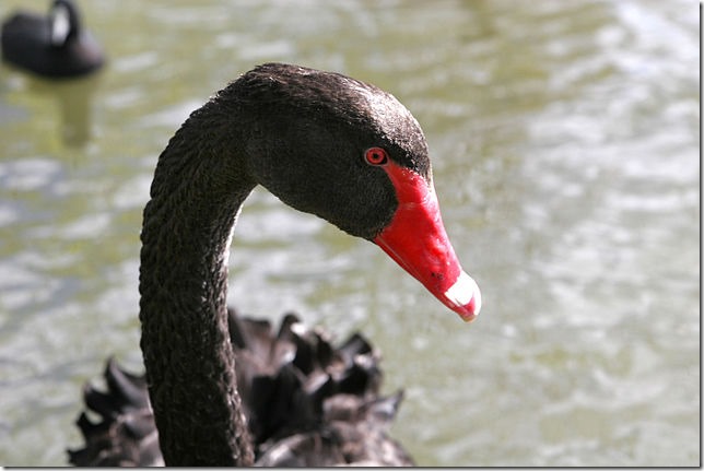 Black Swan