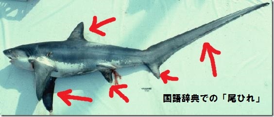 ohireright_Thresher_shark