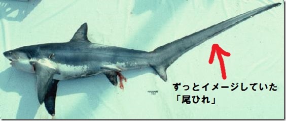 ohirewrong_Thresher_shark