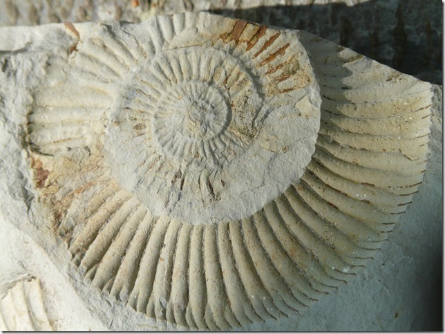 20150816_fossils-384823_640